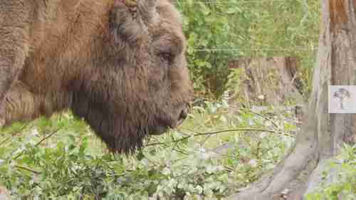 如何保护英国的野外之地