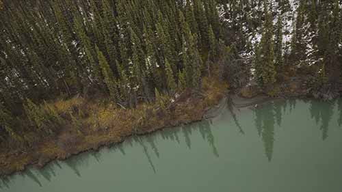 加拿大的北方针叶林