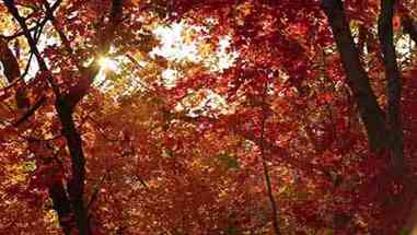 保护丰富的森林资源