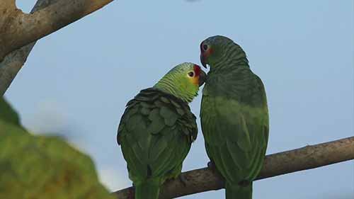 森林的发展与保护