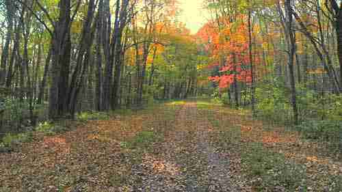 古德温国家森林和保护教育中心