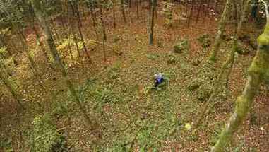 德国巴伐利亚森林的多样性