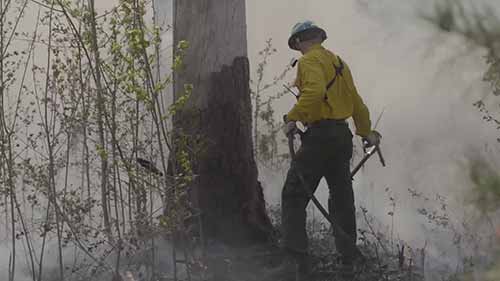 火灾如何帮助森林的发展