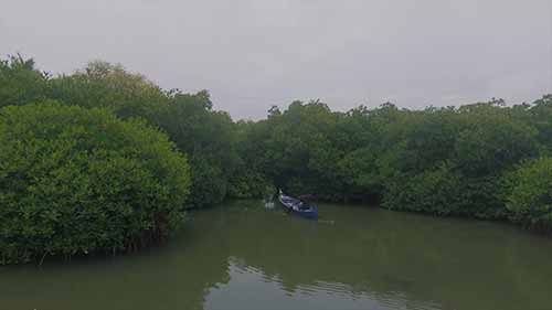 红树林：海岸的守护者