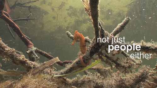 红树林的恢复与保护