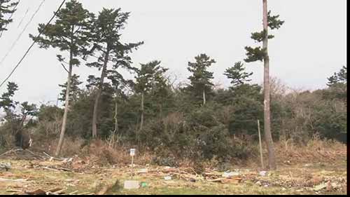 日本东部大地震后森林的恢复