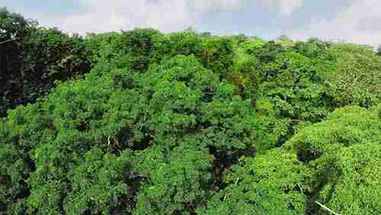 如何保护热带森林