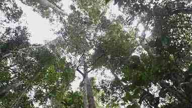 使用开放源代码软件保护森林