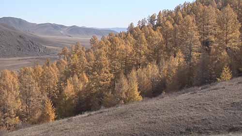 保护蒙古森林的计划