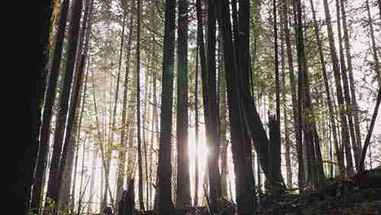 保护英格兰的森林资源