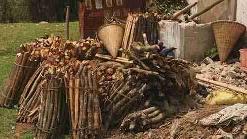 恢复印度的云雾林