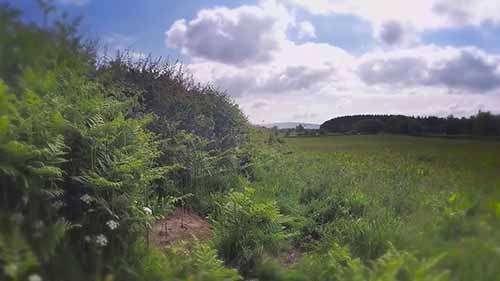 英国威尔士的树篱生态系统