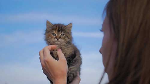 第一次养猫最适合的猫的种类