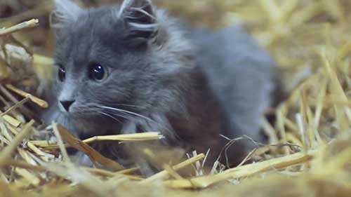 世界上最稀有的14种猫