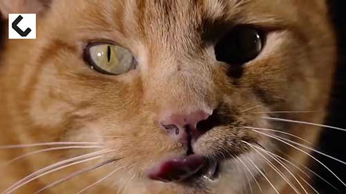 世界上最强壮的猫