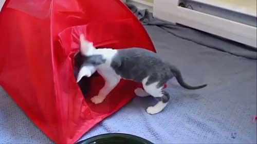 了解德文莱克斯猫