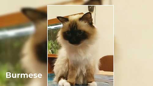 世界上最受欢迎的10种猫