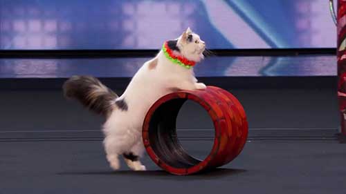 世界上最昂贵的猫