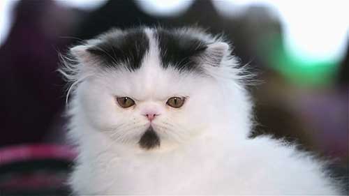 几种曾经濒临灭绝的猫