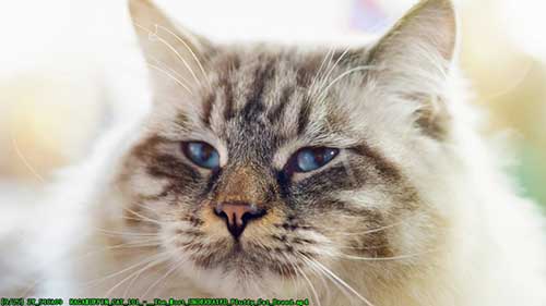 认识可爱的褴褛猫