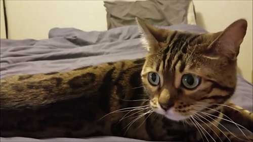 帅气的孟加拉猫