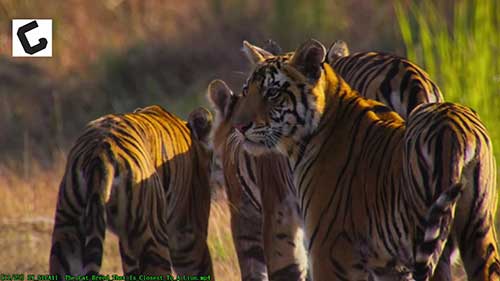 最像狮子的猫的品种