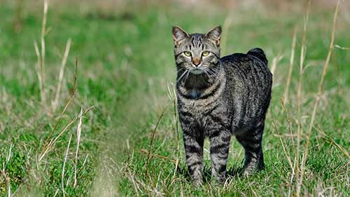 行为最像狗的猫猫