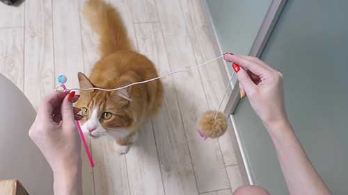 看看几只宠物猫