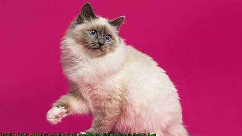 布偶猫、伯曼猫和喜马拉雅猫