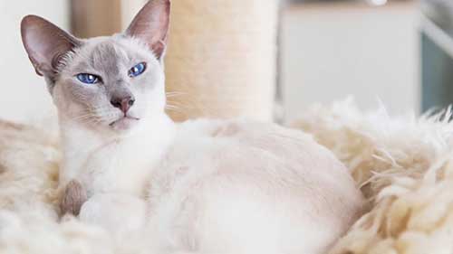 暹罗猫是适合你饲养的品种吗