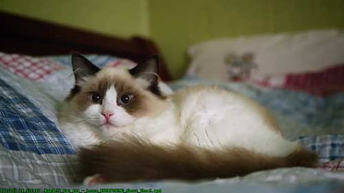 布偶猫的基本知识