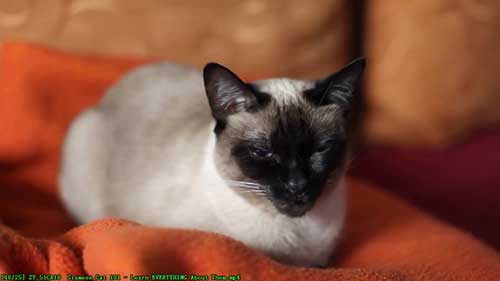 暹罗猫的基本知识