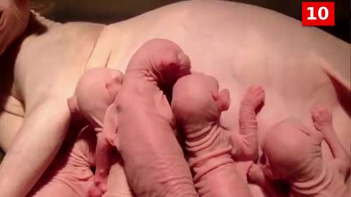 十大最受欢迎的猫的品种