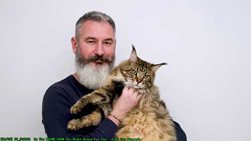 缅因猫适合你饲养吗