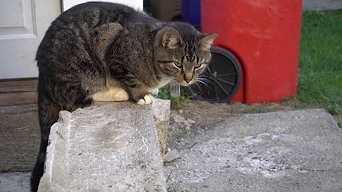 如何训练你的宠物猫