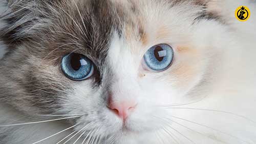 你应该饲养布偶猫吗？