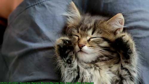 猫也会像狗那样亲近主人吗