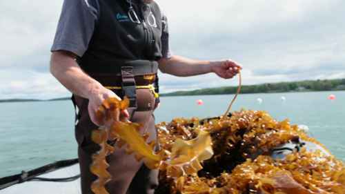 贝类和海藻养殖