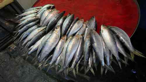 垂直一体化养鱼场