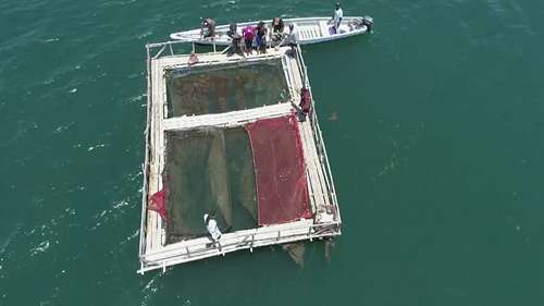 海洋网箱养殖系统