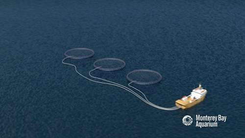 海产品应该如何养殖