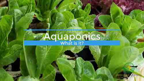 什么是鱼菜共生