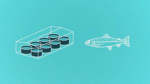 陆地鲑鱼水产养殖