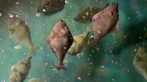 苏格兰阿盖尔区的海洋水产养殖