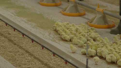 最佳的雏鸡饲养环境