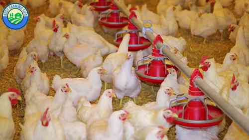 肉鸡、蛋鸡和散养鸡的比较