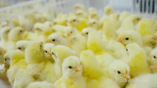 肉鸡现代化屠宰和加工