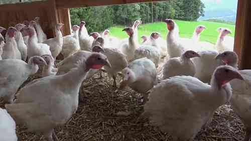 火鸡的养殖和加工