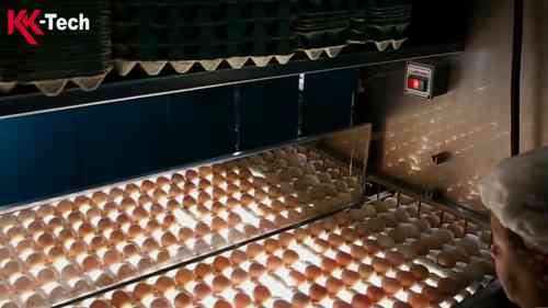 现代化肉鸡饲养