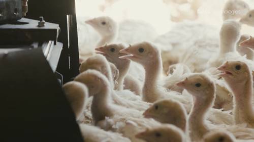 家禽巡逻机器人